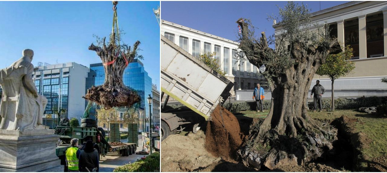 Olivo, el árbol sagrado de los atenienses