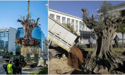 Olivo, el árbol sagrado de los atenienses