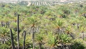 Bajo la sombra de las palmeras tropicales de Grecia