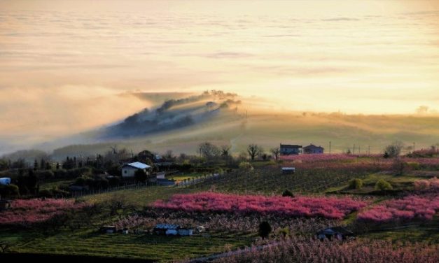 Los “Melocotoneros en flor” de Veria en viaje fotográfico