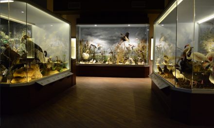 El Museo de Historia Natural y Hongos de Meteora