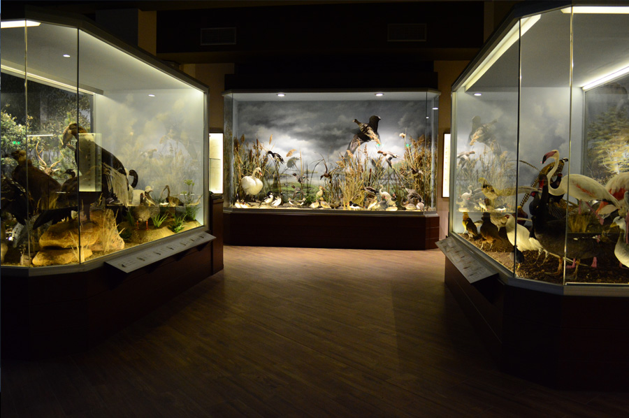 El Museo de Historia Natural y Hongos de Meteora