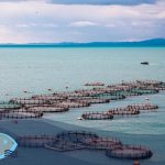 «Fish from Greece», la reconocida etiqueta del dinámico sector de la piscicultura