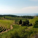 Rutas del vino del norte de Grecia – Calcídica
