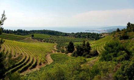 Rutas del vino del norte de Grecia – Calcídica