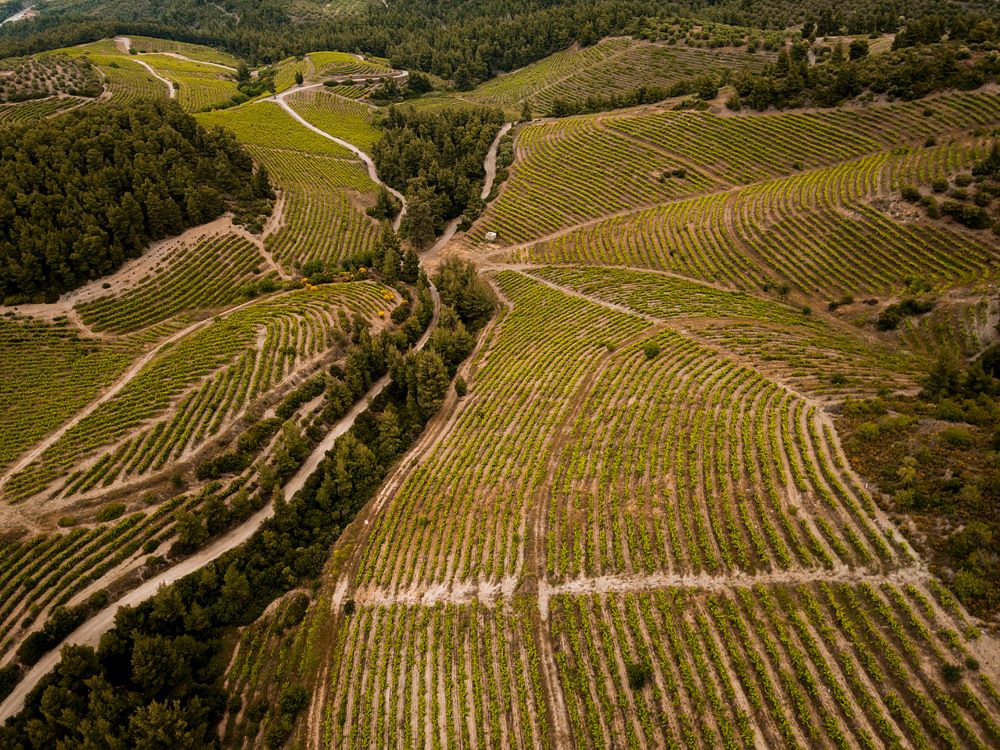 Rutas del vino del norte de Grecia – Calcídica